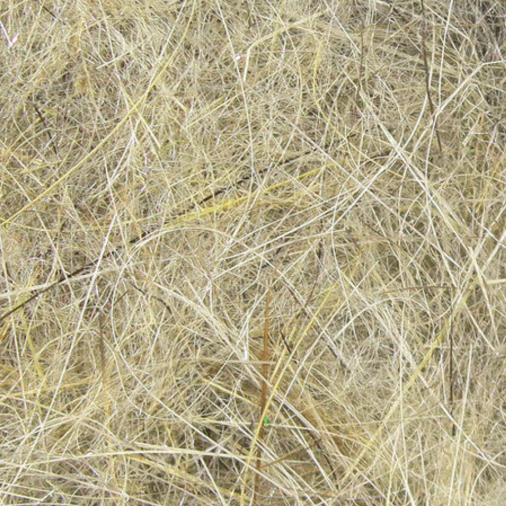 Hare_s-Ear-1