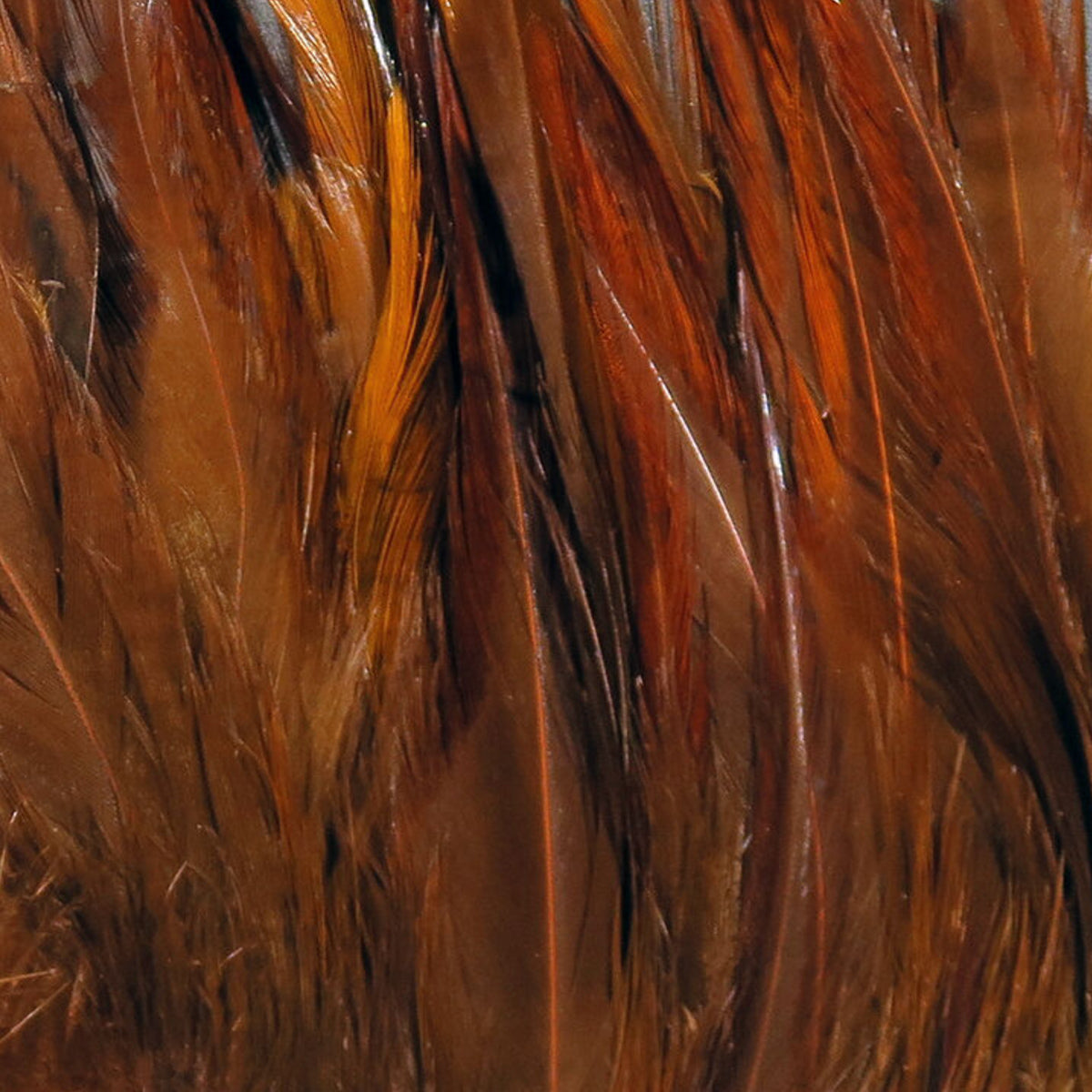 chinesefierybrown